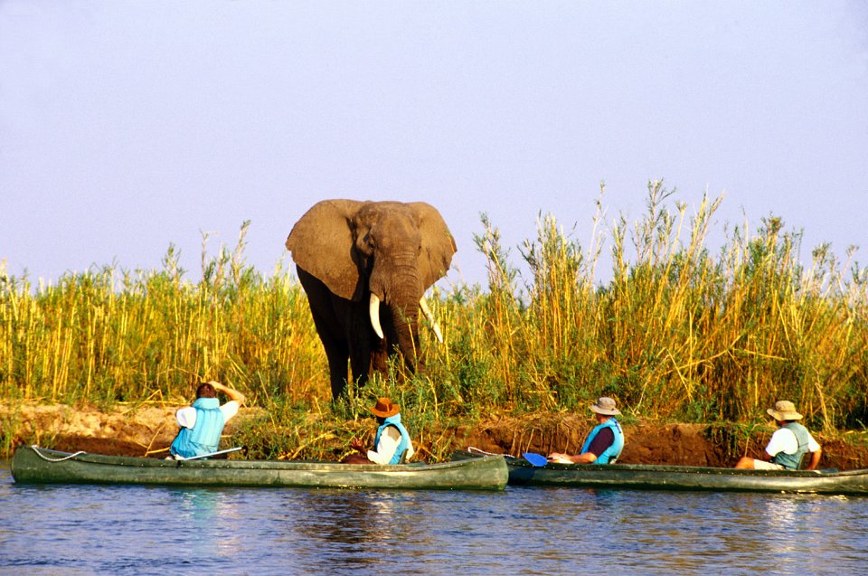 Canoeing and elephant